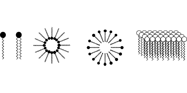 胶束 脂质体 分子间作用力 - 免费矢量图形