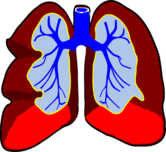 肺 器官 生物学 - 免费矢量图形