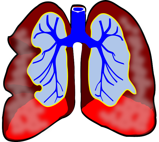 肺 人类 图表 - 免费矢量图形