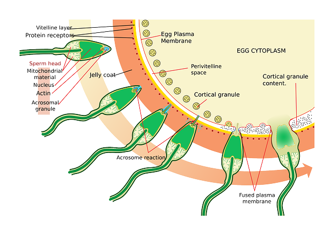 医药 科学 图表 - 免费矢量图形