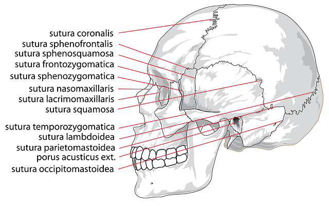 颅骨 人类 标记 - 免费矢量图形