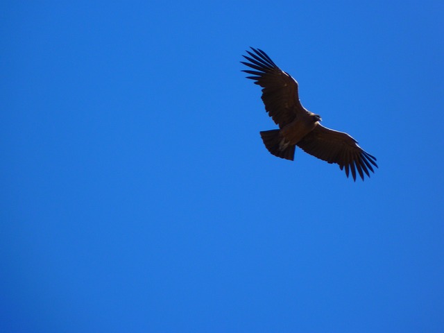 安第斯秃鹰 秃鹫 鸟 - 上的免费照片
