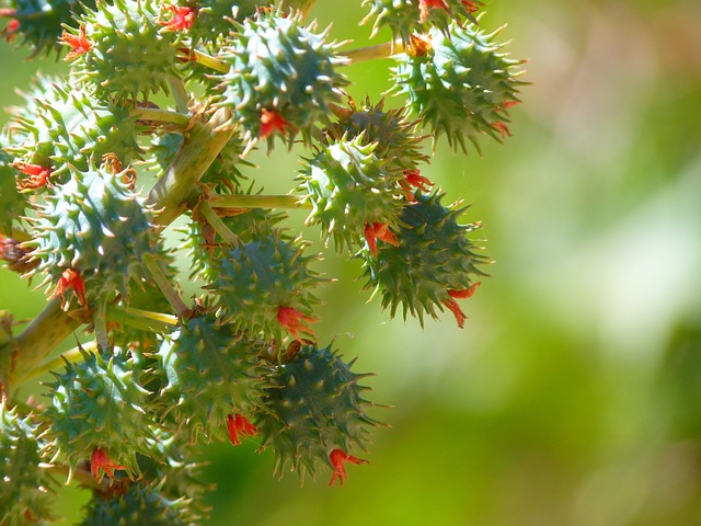 蓖麻油 蓖麻果实 开花 - 上的免费照片