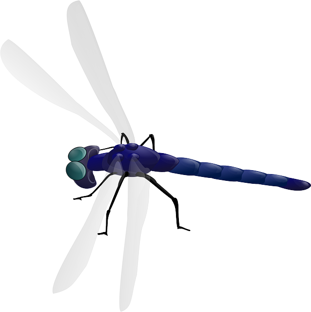 蜻蜓 昆虫 甲虫，昆虫 - 免费矢量图形