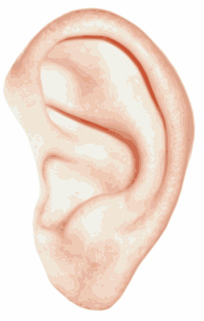 耳朵 解剖学 人类 - 免费矢量图形