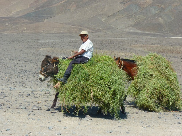 秘鲁 驴 打包 - 上的免费照片