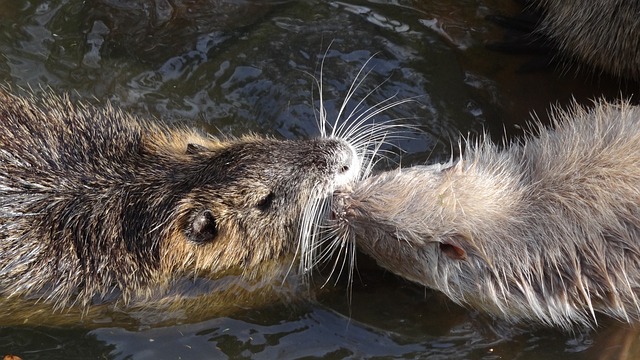 海狸鼠 水鼠 水 - 上的免费照片