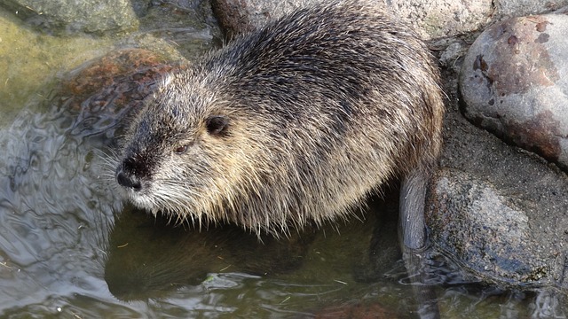 海狸鼠 水鼠 水 - 上的免费照片