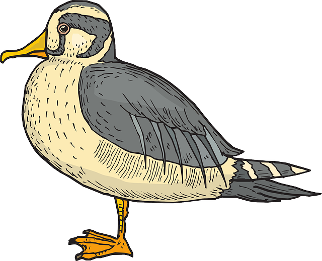 鸭 鸟 翅膀 - 免费矢量图形