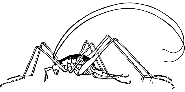 蟋蟀 昆虫 甲虫，昆虫 - 免费矢量图形