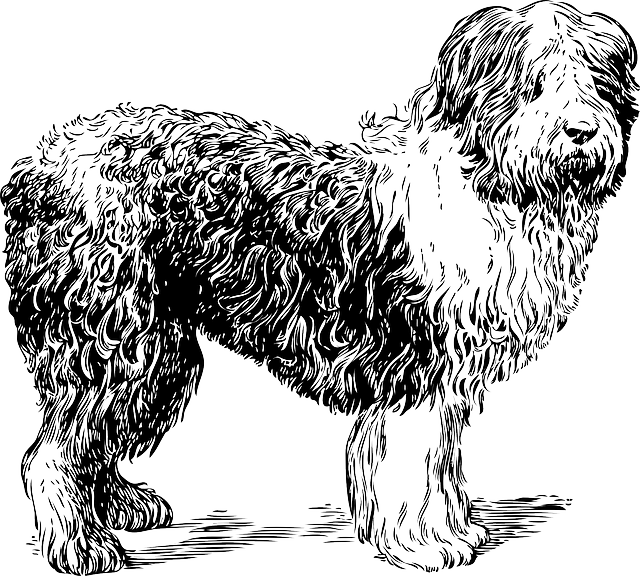 牧羊犬 宠物 动物 - 免费矢量图形