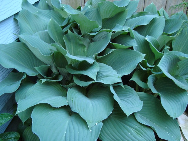 霍斯塔斯 蓝色玉簪 遮荫植物 - 上的免费照片