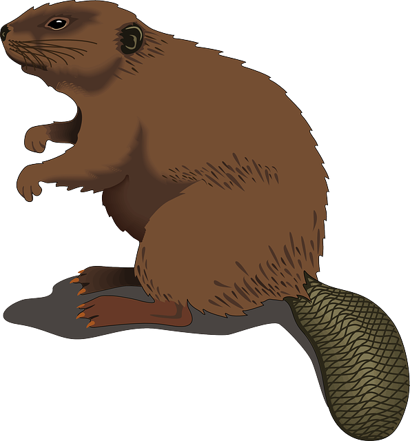 海狸 动物 啮齿动物 - 免费矢量图形