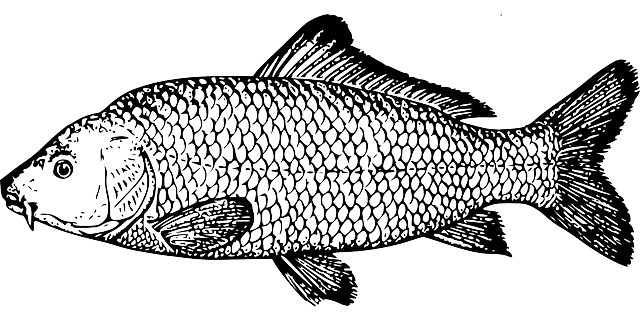 鱼 鲤鱼 物种 - 免费矢量图形