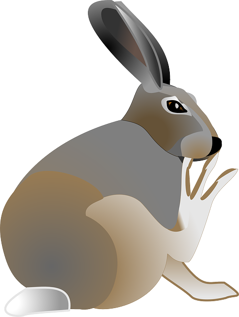 兔子 宠物 动物 - 免费矢量图形