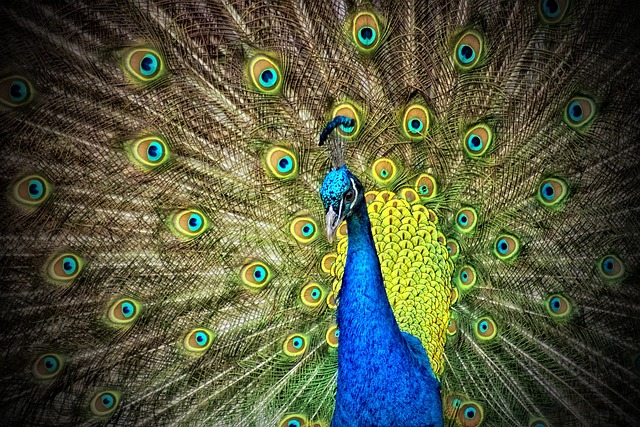印度孔雀 孔雀 动物 - 上的免费照片