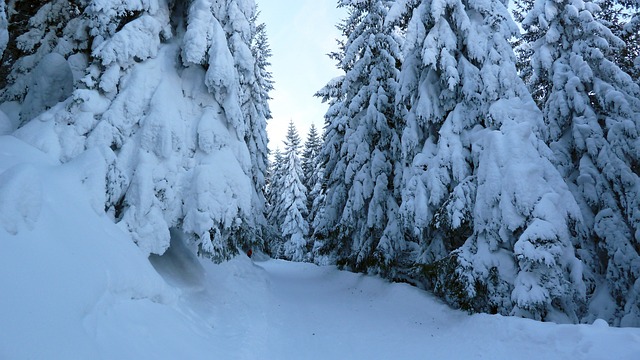 穷乡僻壤Skiiing 冬天 雪 - 上的免费照片