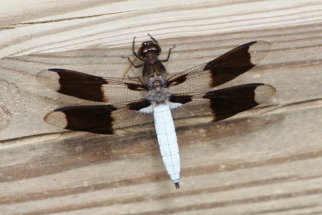 昆虫 翅膀 野生动物 - 上的免费照片