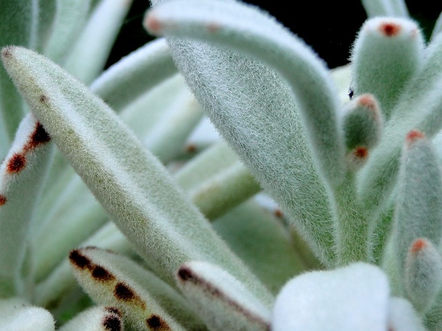 模糊 植物 多汁的 - 上的免费照片