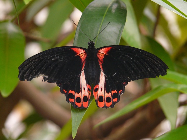 蝴蝶 猩红色的燕尾 帕皮里奥鲁曼佐维亚 - 上的免费照片