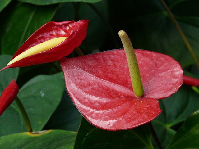 小火烈鸟花 红掌 花 - 上的免费照片