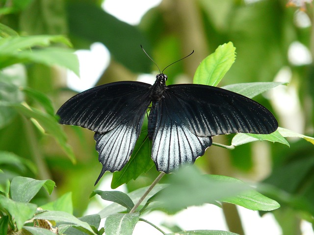 凤蝶 蝴蝶 黑色的 - 上的免费照片