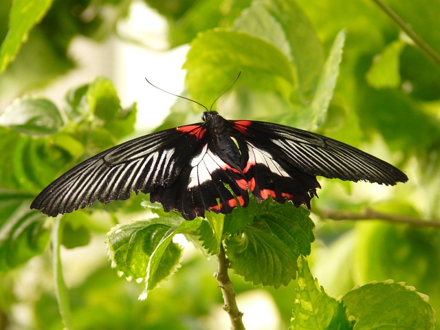 猩红色的燕尾 蝴蝶 帕皮里奥鲁曼佐维亚 - 上的免费照片