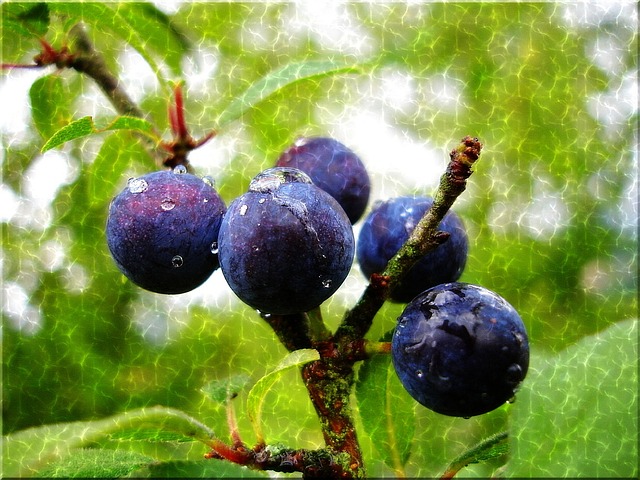 泥沼 蓝色的 雨滴 - 上的免费照片