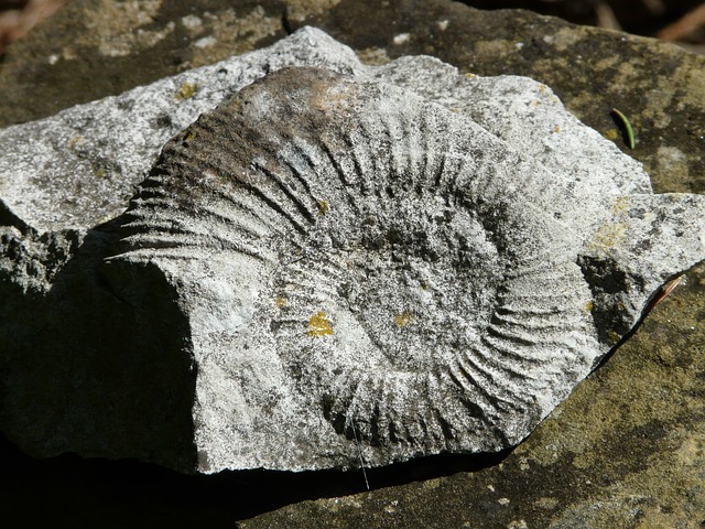 菊石 石化 蜗牛 - 上的免费照片