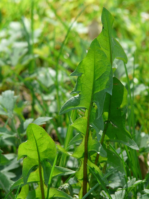 普通蒲公英 蒲公英叶 叶子 - 上的免费照片