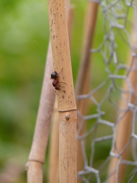 木蚁女王 木蚁 蚂蚁 - 上的免费照片