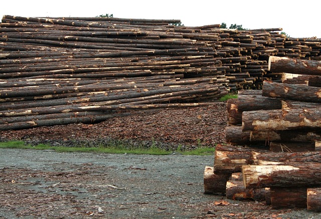 树干 锯木厂 伐木场 - 上的免费照片