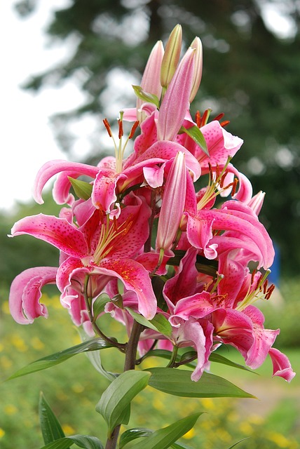 百合 花 粉色的 - 上的免费照片