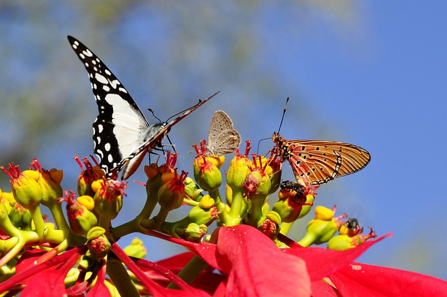 蝴蝶 圣诞星 野生动物 - 上的免费照片
