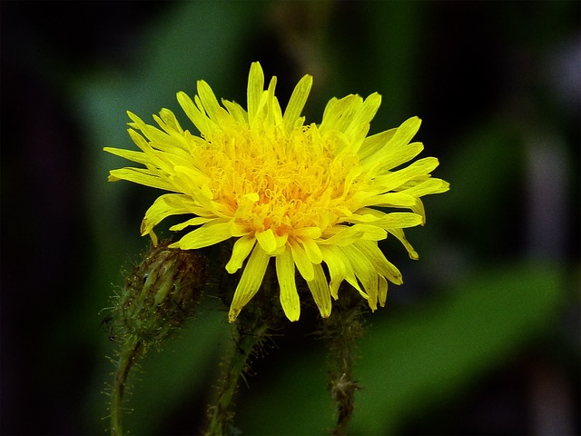 黄色 野花 自然 - 上的免费照片