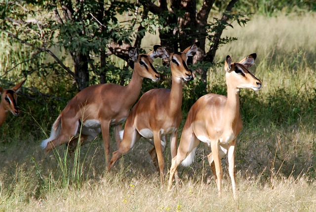 动物 黑斑羚 非洲 - 上的免费照片