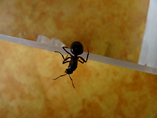 木蚁女王 蚁后 木蚁 - 上的免费照片