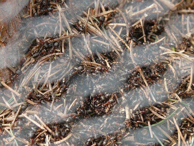 网格 蚂蚁 蚁丘 - 上的免费照片