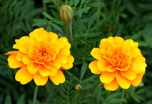 橙色万寿菊 格柏雏菊 花朵 - 上的免费照片