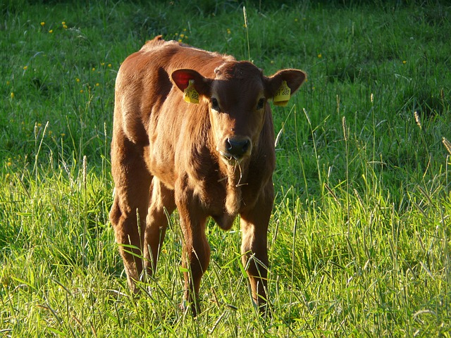 奶牛 家养牛 牛肉 Bos Primigenius - 上的免费照片