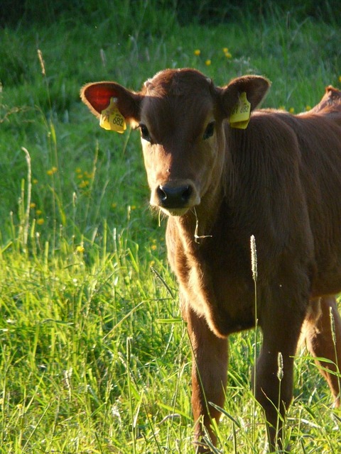 奶牛 家养牛 牛肉 Bos Primigenius - 上的免费照片