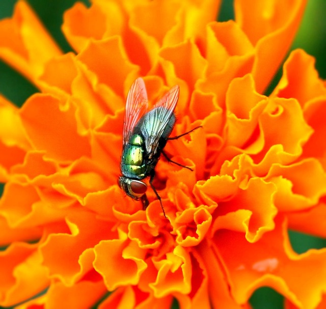 苍蝇 昆虫 害虫 - 上的免费照片