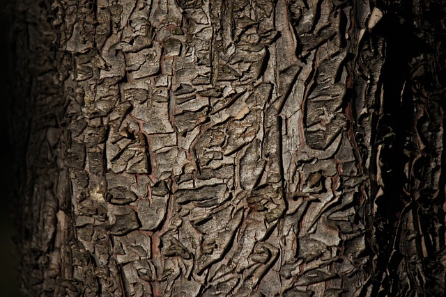 皮质 树 质地 - 上的免费照片