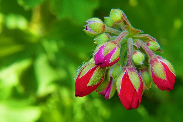 天竺葵但是 红色的 自然 - 上的免费照片