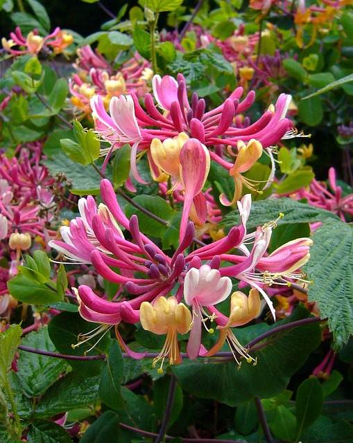 金银花 灌木 花朵 - 上的免费照片