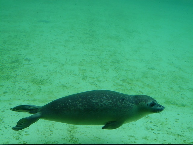 海豹 黄豆 水族馆 - 上的免费照片