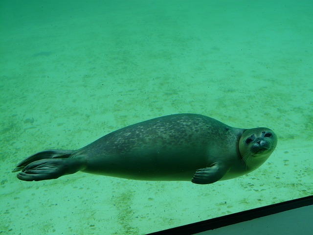 海豹 黄豆 水族馆 - 上的免费照片