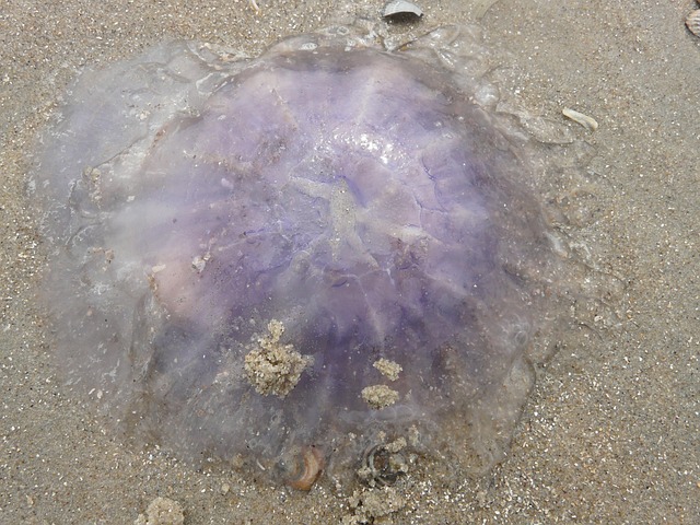 海蜇 蓝荨麻水母 蓝藻 - 上的免费照片