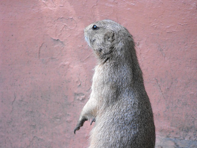 地鼠 动物园 动物 - 上的免费照片