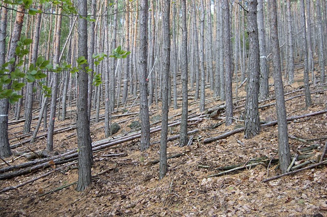 普法尔茨森林 森林 莱茵兰普法尔茨 - 上的免费照片